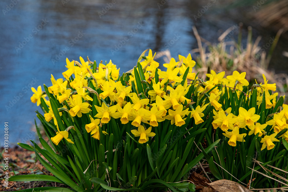Obraz premium daffodils in spring