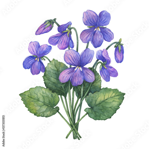 Spring bouquet with flowering purple Viola odorata (wood violet, sweet, English violet). Watercolor hand drawn illustration isolated on a white background