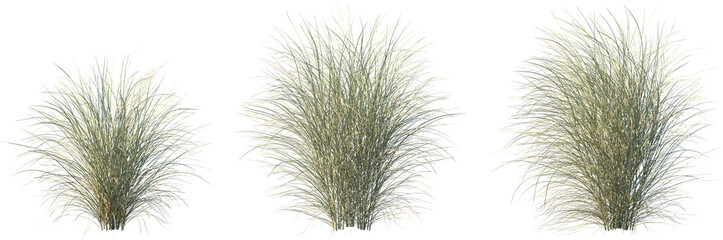 Set of Miscanthus sinensis morning light (Japanese silver grass morning light, maiden grass morning light) isolated frontal png on a transparent background perfectly cutout