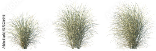 Set of Miscanthus sinensis morning light (Japanese silver grass morning light, maiden grass morning light) isolated frontal png on a transparent background perfectly cutout