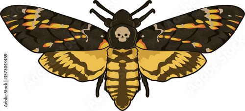 Das Totenkopfschwärmer zeigt ein auffälliges Totenkopf-Muster auf dem Thorax – ein geheimnisvoller Nachtfalter.
