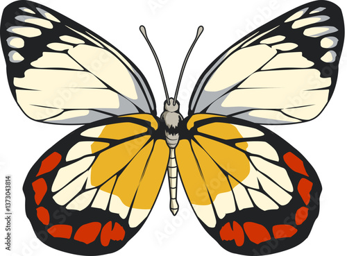 Der buntbäuchige Jezebel ist ein farbenprächtiger Falter mit auffälligem Rot-Gelb-Muster aus tropischen Regionen.
