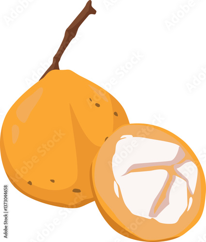 Reifer Santol mit offenem Fruchtfleisch – exotisch, süß-säuerlich und beliebt in asiatischen Küchen.
