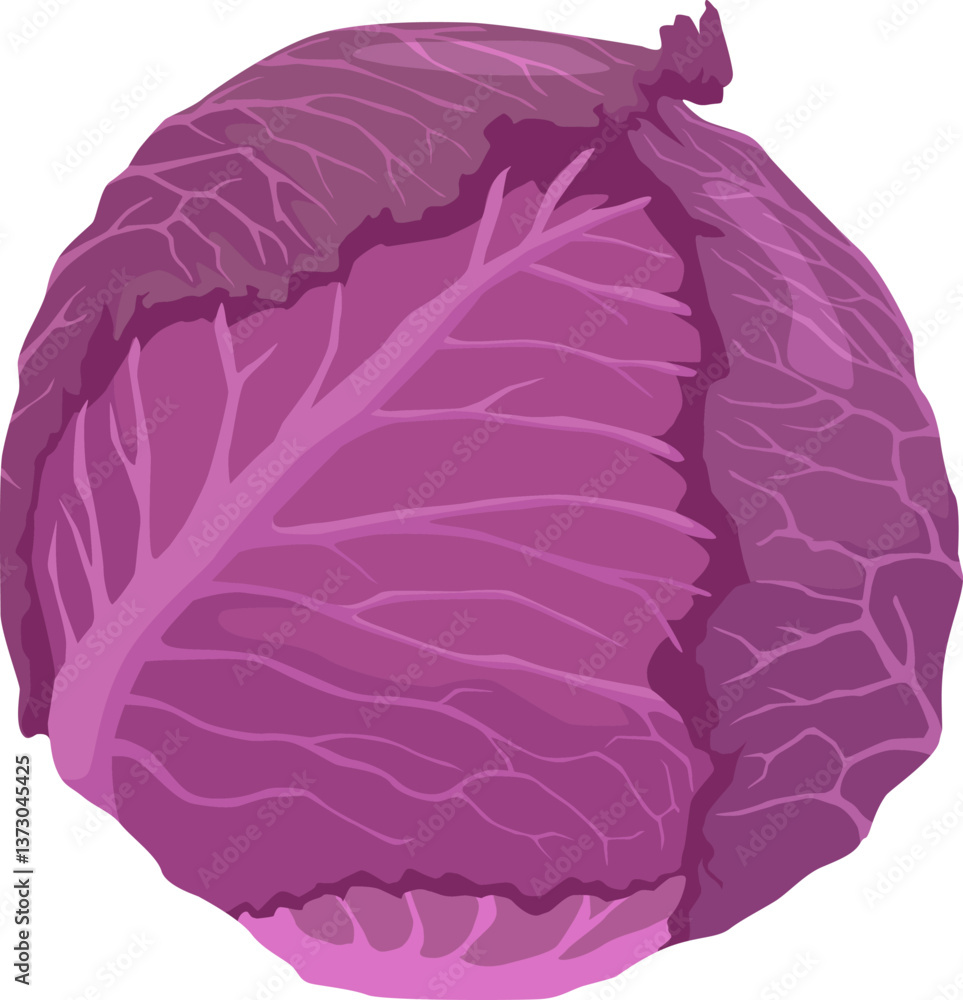 Obraz premium Ganze Rotkohlsorte mit intensiv violetten Blättern – klassisch für Salate oder warme Beilagen. 