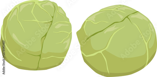 Zwei runde Rosenkohlköpfe – herzhaft und nährstoffreich, ideal gekocht oder im Ofen geröstet.
