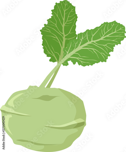 Ganze Kohlrabi mit Blättern – mild und knackig, roh als Snack oder gekocht als Gemüsebeilage.
