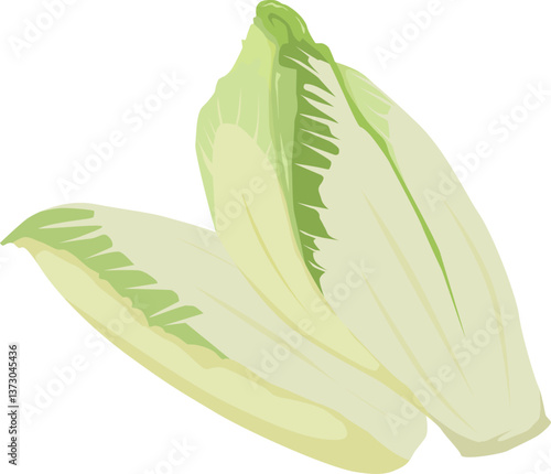 Zwei frische Chicorée-Köpfe – leicht bitter, ideal für Salate, gedünstet oder überbacken.
