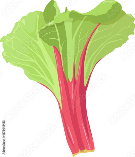 Rhabarber mit roten Stielen und grünen Blättern – säuerlich-fruchtig, beliebt in Kompott und Kuchen.

