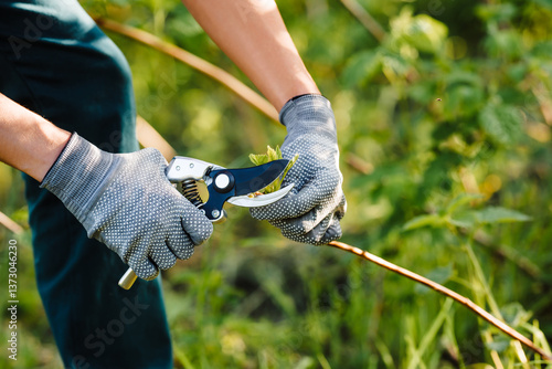 Spring pruning of raspberry branches in the garden. Gardener's hands in gloves work with garden pruners, pruning raspberry twigs.