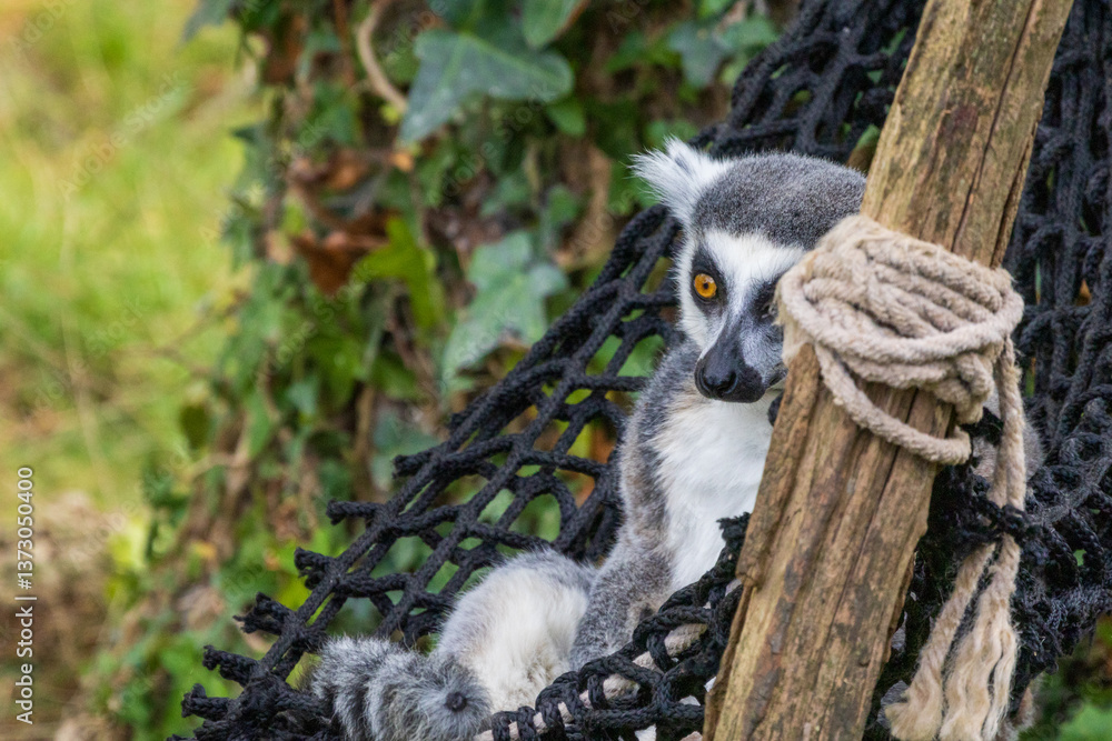 Fototapeta premium Mali Catta