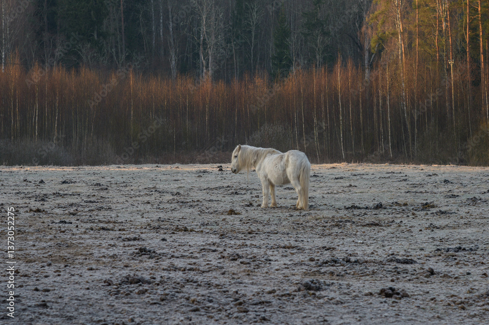 White horse in the meadow White horse in the meadow