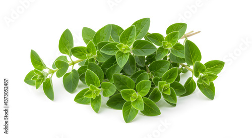 Close-up vibrant oregano sprigs isolated against a pristine white backdrop