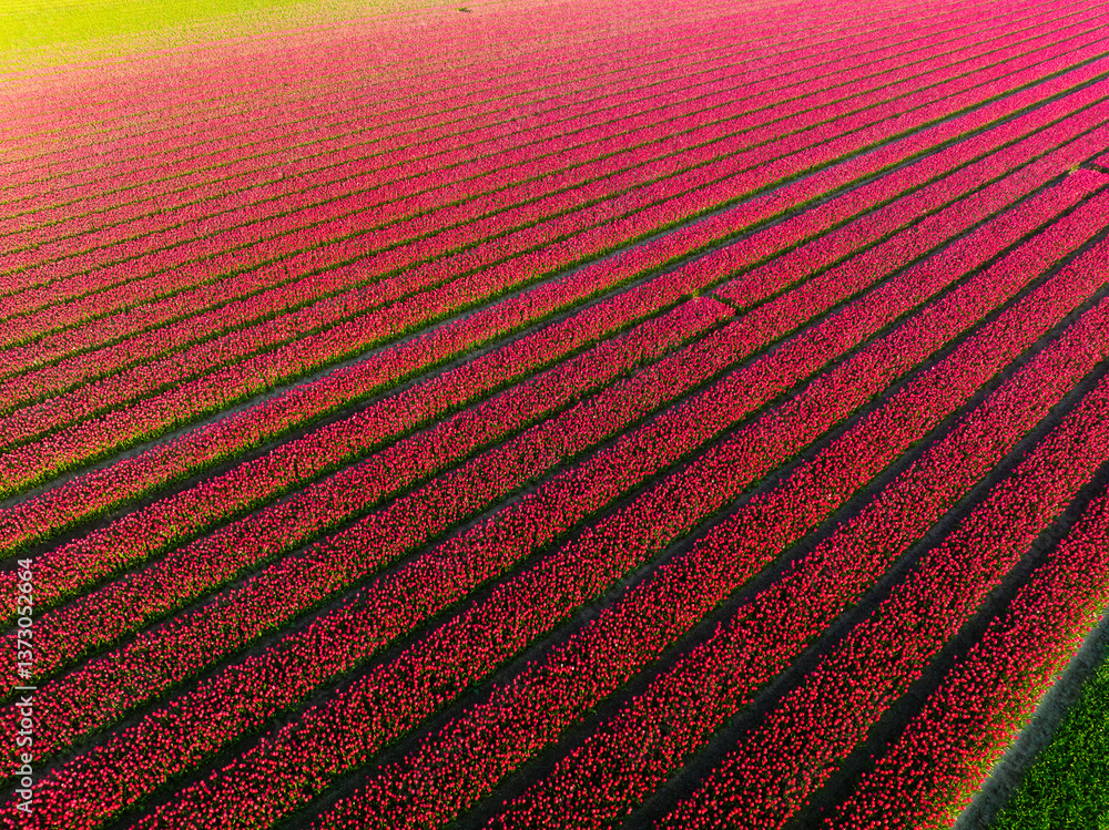 Drone view of a field of tulips. Road on the field. Landscape from the air. Rows on the field. View from above. Agriculture and growing plants. Natural background.