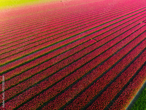 Obraz na płótnie Drone view of a field of tulips. Road on the field. Landscape from the air. Rows on the field. View from above. Agriculture and growing plants. Natural background. w salonie