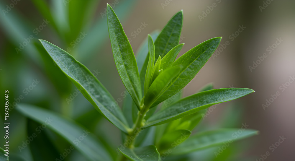 Close-up of vibrant green tarragon leaves creating a fresh culinary experience Close-up of vibrant green tarragon leaves creating a fresh culinary experience
