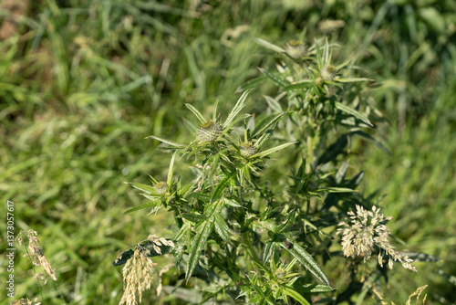 a thistle plant, a typical grassland weed, in a paddock, pasture, meadow