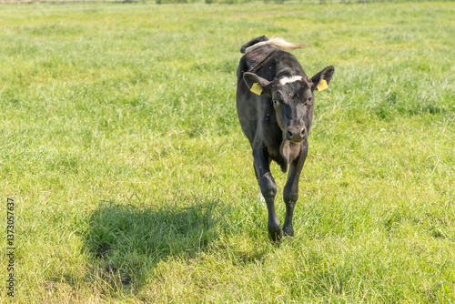 Heifer calf running in the pasture, enjoying the fresh green grass