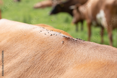 Close-up of flies on the back of a red brown cow standing outside on pasture
