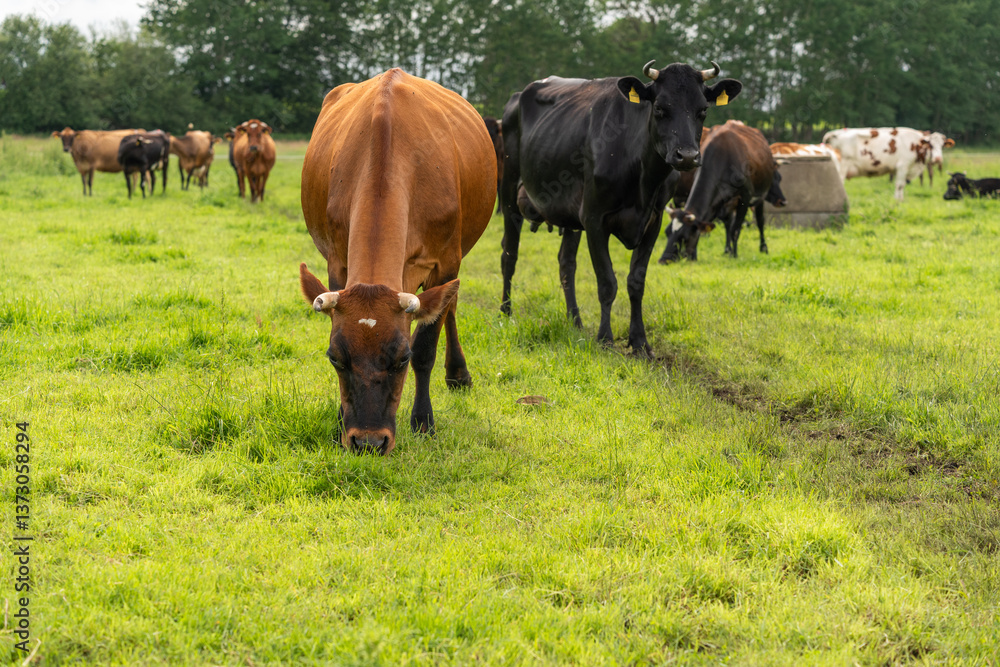 Jersey cross breed dairy cows with horns grazing in the pasture, enjoying the fresh green grass Jersey cross breed dairy cows with horns grazing in the pasture, enjoying the fresh green grass