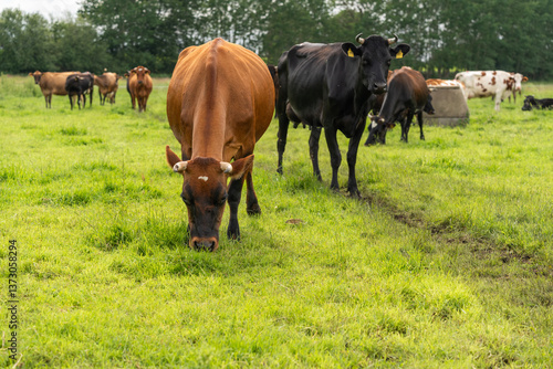 Jersey cross breed dairy cows with horns grazing in the pasture, enjoying the fresh green grass
