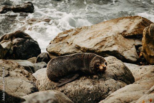 Fur seal pup on rocks on a rocky shore or beach on the East Coast of the South Island of New Zealand