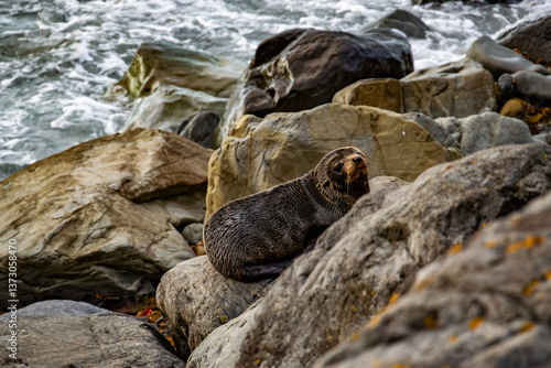 Fur seal pup on rocks on a rocky shore or beach on the East Coast of the South Island of New Zealand