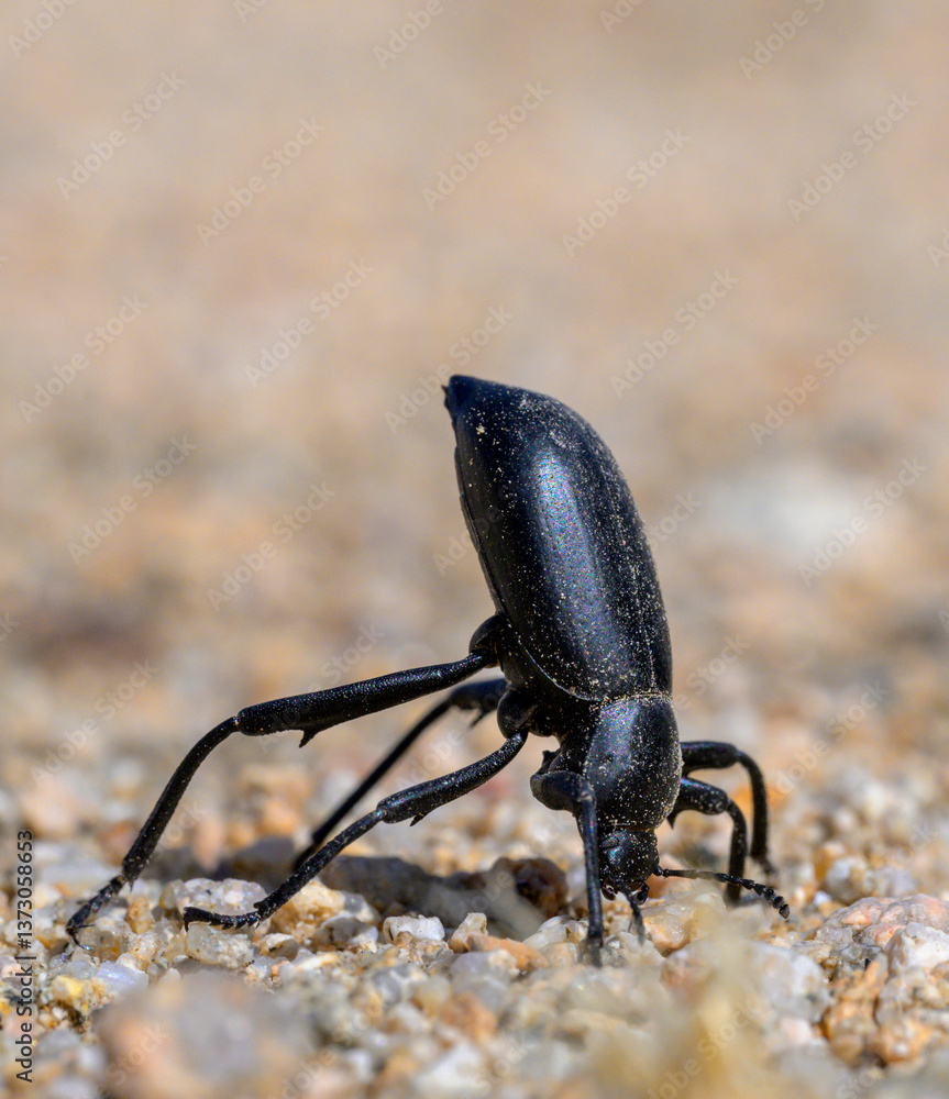 Desert Stink Beetle (Eleodes armata) in defensive posture, Mojave National Preserve, Kelso Sand Dunes, California, USA. Desert Stink Beetle (Eleodes armata) in defensive posture, Mojave National Preserve, Kelso Sand Dunes, California, USA.