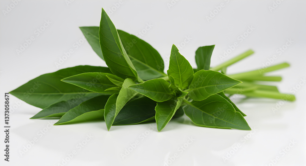 Delicate sprigs of fresh epazote herb against a crisp white backdrop Delicate sprigs of fresh epazote herb against a crisp white backdrop