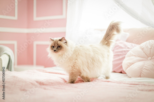 Fotografía cat on sofa