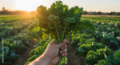 Hand holding a bountiful bunch of fresh kale against a sunny organic farm field