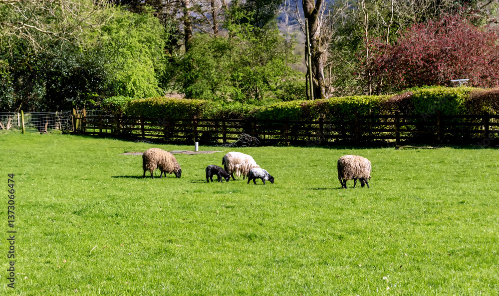 Sheep in a field in Ireland grazing meadow