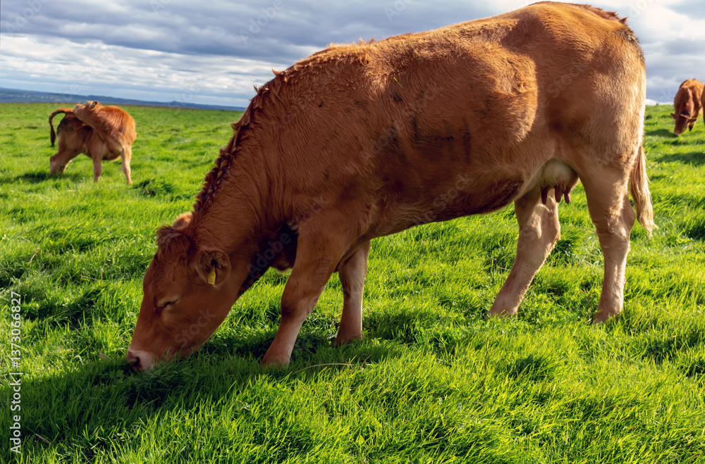 Cows grazing green fields in the countryside ireland