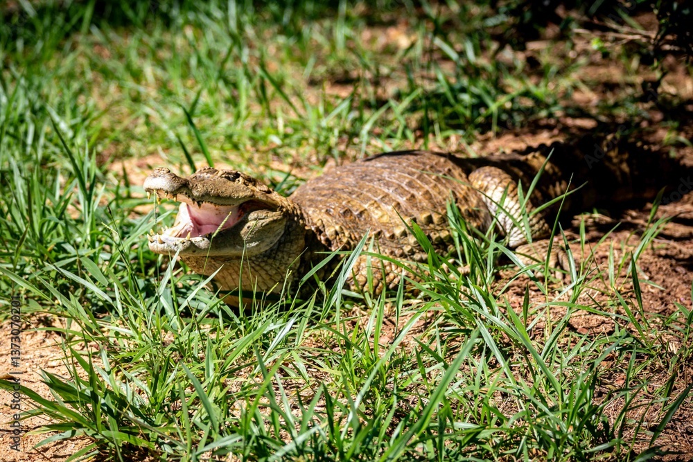 Obraz premium Typical Brazilian alligator from the Pantanal out of the water warming itself in the sun in close-up