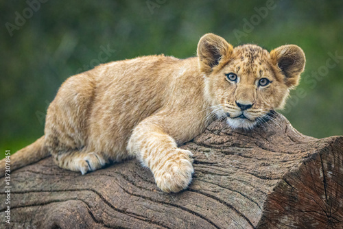 Slika na platnu African lion cub