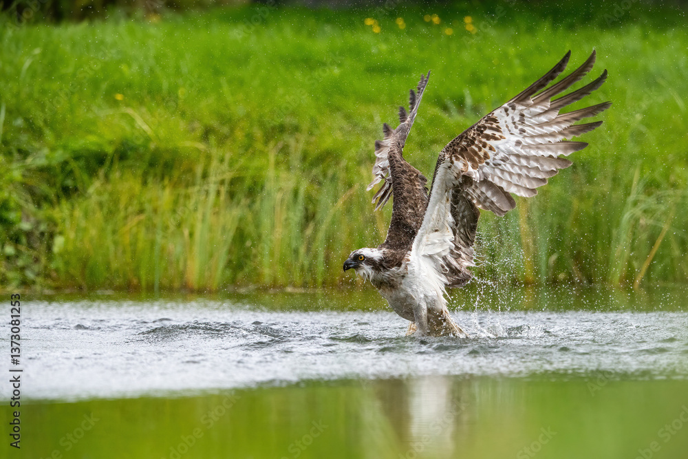 Obraz premium Osprey (Pandion haliaetus). Bird takes off after hunt with wet wings beating above water. Grassy riverbank fades behind. Damp feathers and tension hint at fierce recent struggle.