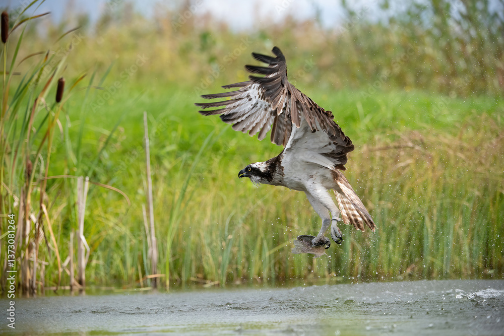 Osprey (Pandion haliaetus). Bird glides low above lake while clutching fish tightly in curved talons. Surrounded by aquatic vegetation and calm rippling surface. Scene highlights predator’s elegance. Osprey (Pandion haliaetus). Bird glides low above lake while clutching fish tightly in curved talons. Surrounded by aquatic vegetation and calm rippling surface. Scene highlights predator’s elegance.