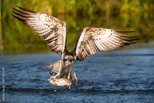 Osprey (Pandion haliaetus). Bird flies from water with trout clutched under powerful talons. Sunlight illuminates chest and wings. Direct gaze and full spread create imposing presence.