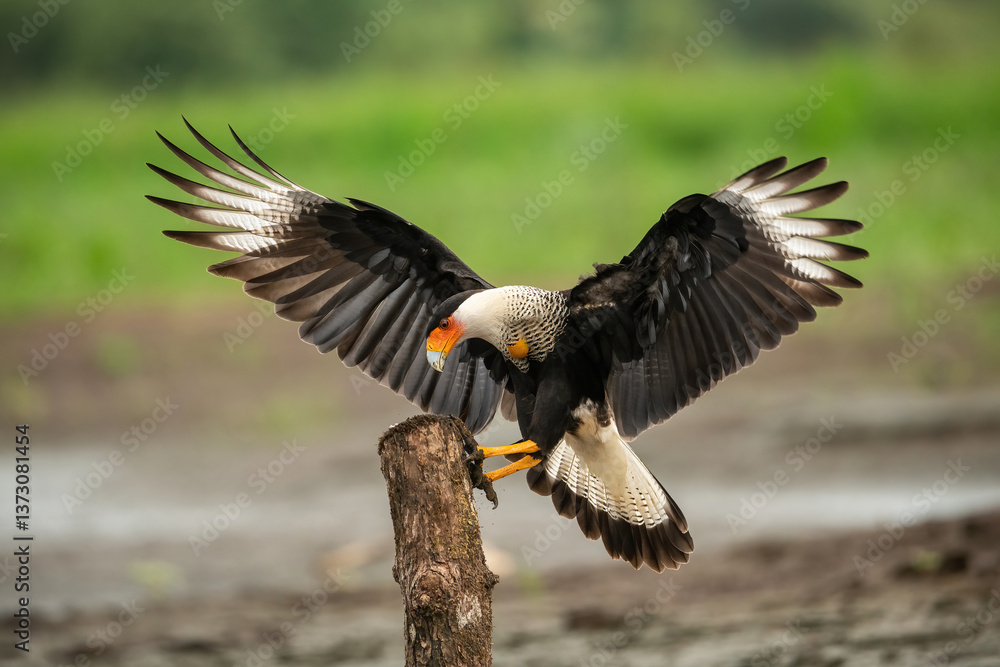 Fototapeta premium Southern crested caracara (Caracara plancus). Falconid landing forcefully with widespread wings. Marshy open area near a river. Wings fully flared in perfect symmetry.