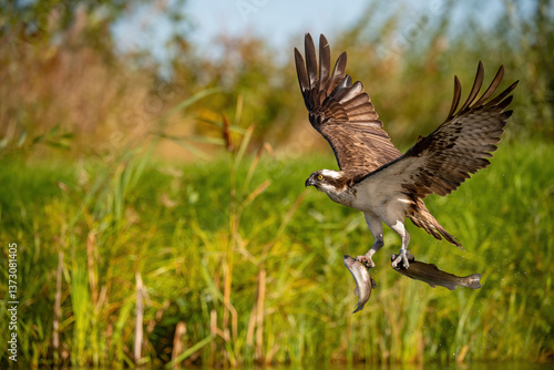Osprey (Pandion haliaetus). Pandionidae Secures Dual Catch Mid-Air. Wetland with dense reeds and vibrant grasses. Unusual double prey capture creates a rare and powerful wildlife moment.