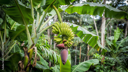 banana tree