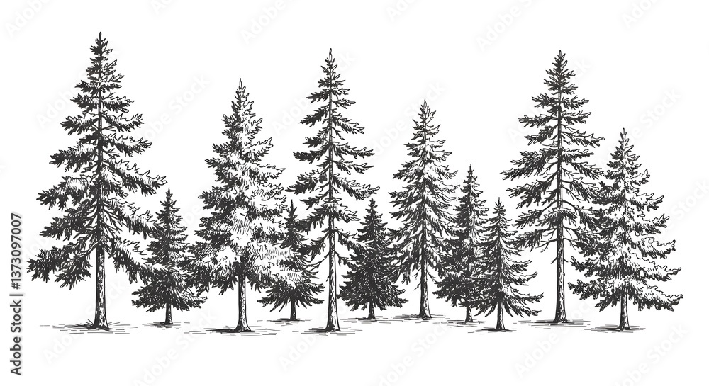 Obraz premium Pine Tree Forest Illustration