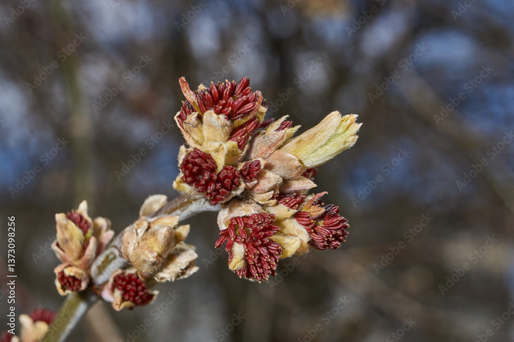 The ash-leaved maple blooms, or American maple (lat. Acer negundo), inflorescences dissolve. Spring. The ash-leaved maple blooms, or American maple (lat. Acer negundo), inflorescences dissolve. Spring.