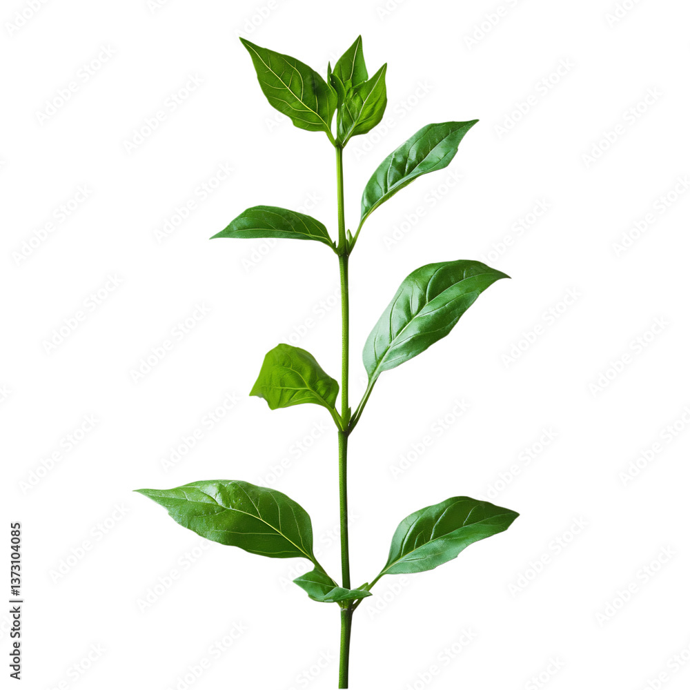A Fresh Sprig of Basil with Smooth Glossy Leaves Isolated on Transparent Background A Fresh Sprig of Basil with Smooth Glossy Leaves Isolated on Transparent Background