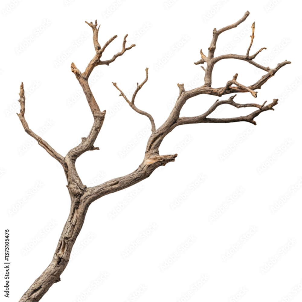 Dried tree branch isolated on black background nature detail winter wood texture Dried tree branch isolated on black background nature detail winter wood texture