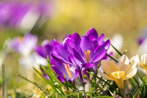 Large and bright purple crocus flowers blooming in the bright sunlight during spring