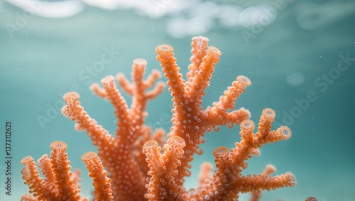 Fototapeta Naklejka Na Ścianę i Meble -  A close up view of a beautiful orange underwater coral.