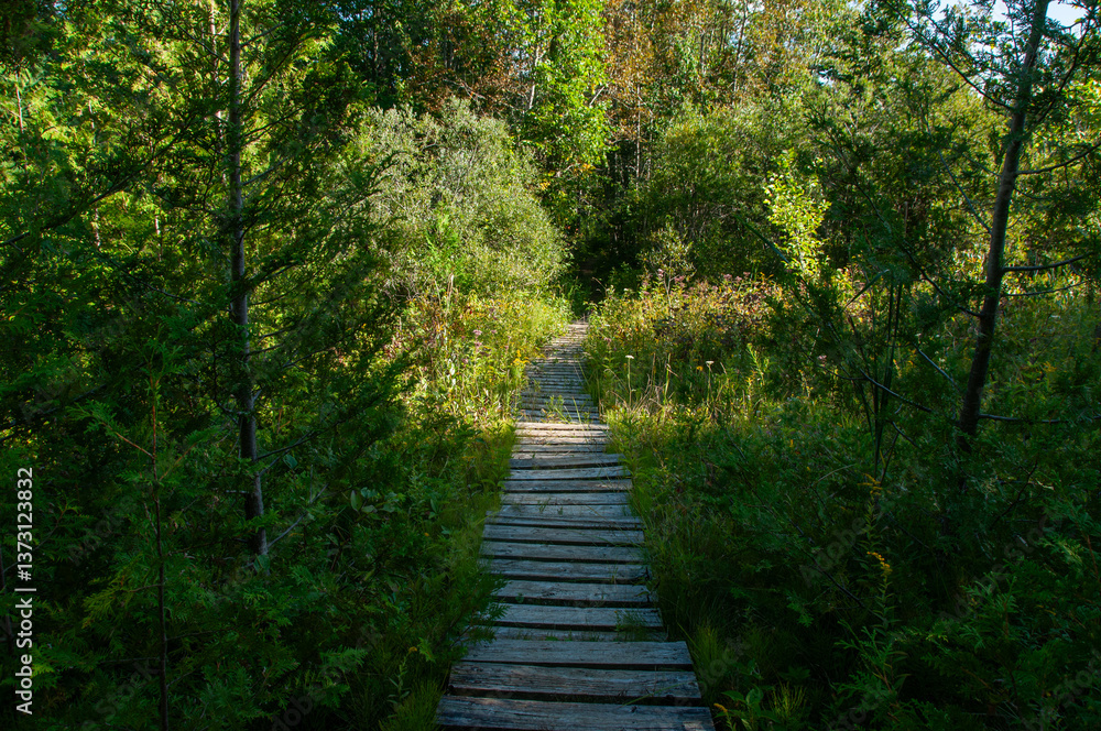 A scenic wooden boardwalk trail surrounded by vibrant greenery and forest plants, leading into a calm and peaceful wilderness environment, evoking a sense of exploration and tranquility. A scenic wooden boardwalk trail surrounded by vibrant greenery and forest plants, leading into a calm and peaceful wilderness environment, evoking a sense of exploration and tranquility.