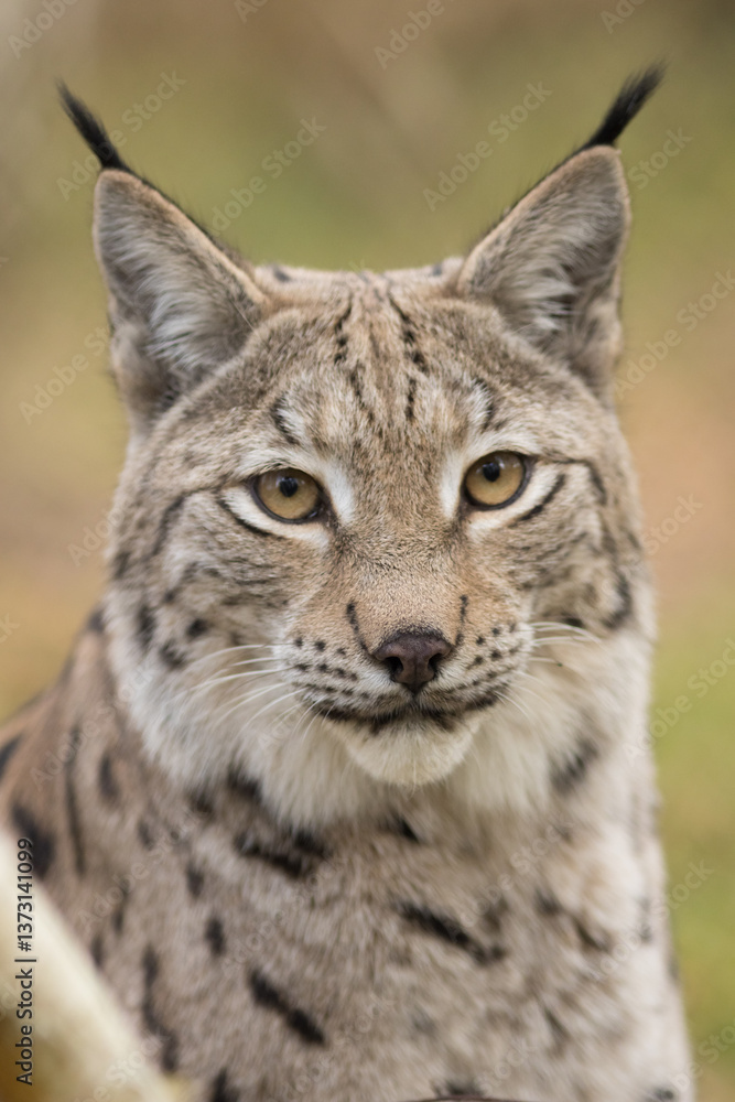 portrait of a lynx, wild cat, lynx lynx, eurasian, photo, high quality, closeup portrait of a lynx, wild cat, lynx lynx, eurasian, photo, high quality, closeup
