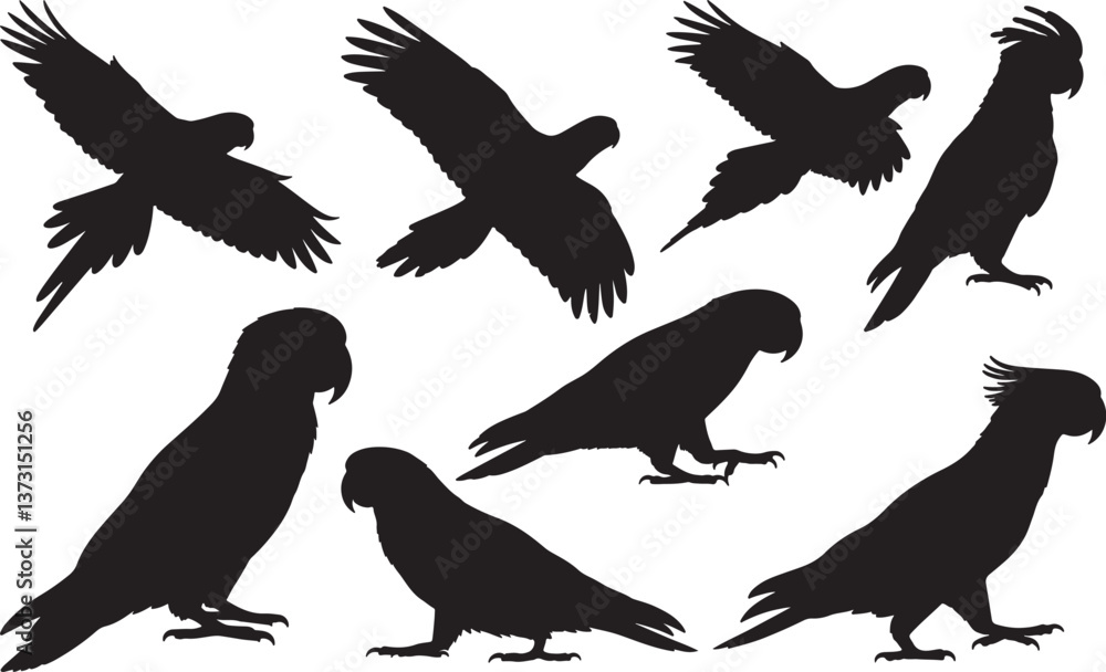 Fototapeta premium Australian King Parrot Silhouette