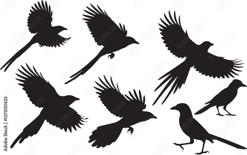 Fototapeta premium Black-throated Magpie-Jay Silhouette